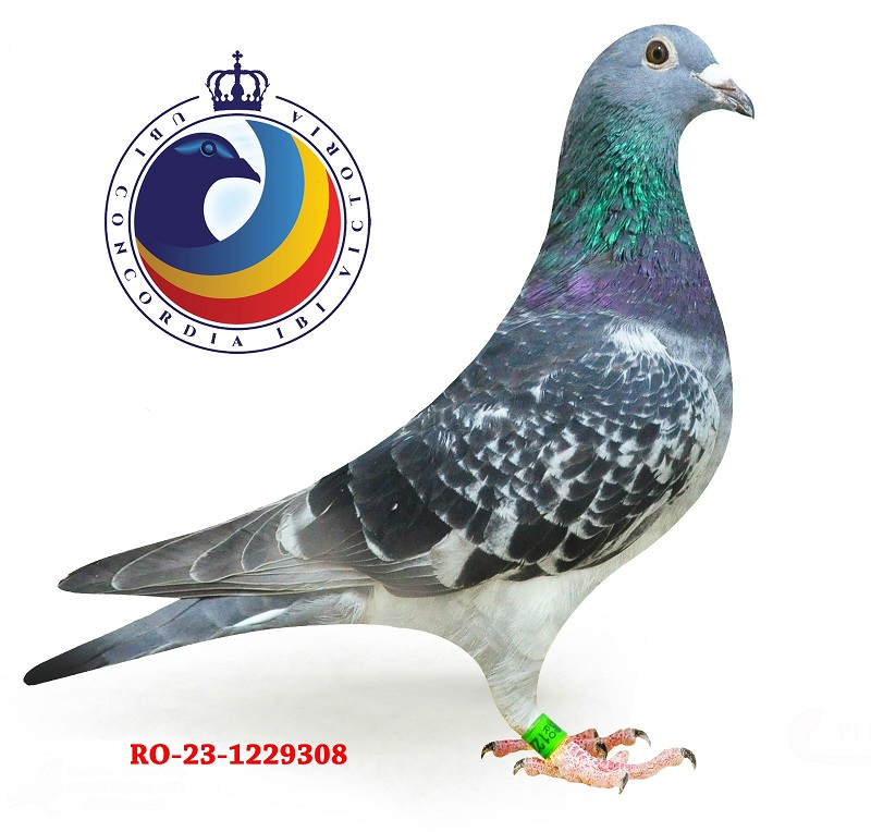 Detalii Licitatie Licitație Florea Viorel Suceava